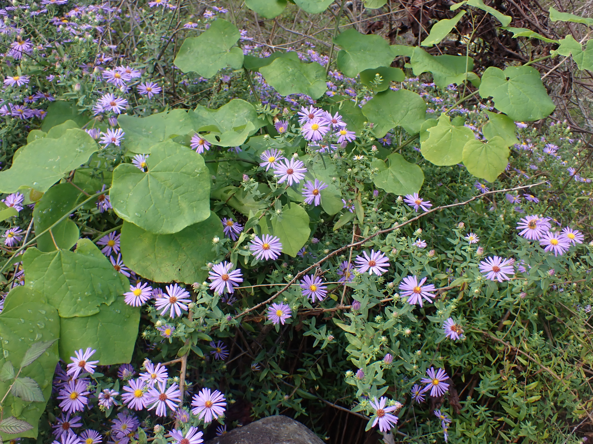 Fall Aster — flowers or notable detail