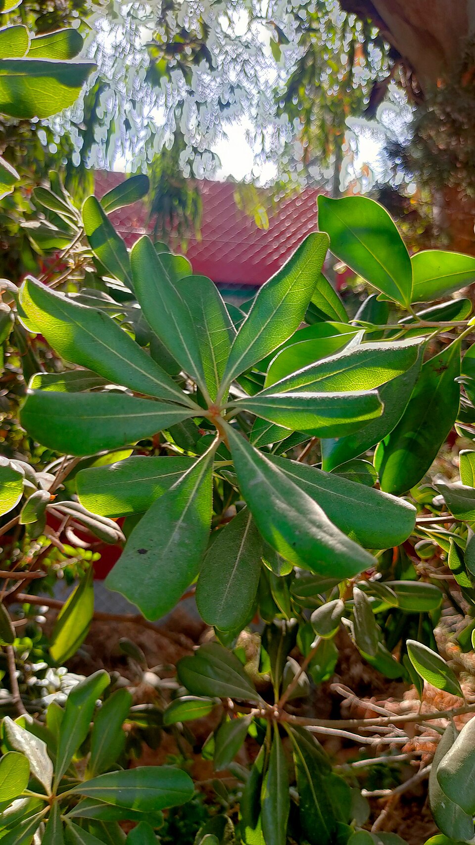 Pittosporum, Dwarf — whole plant