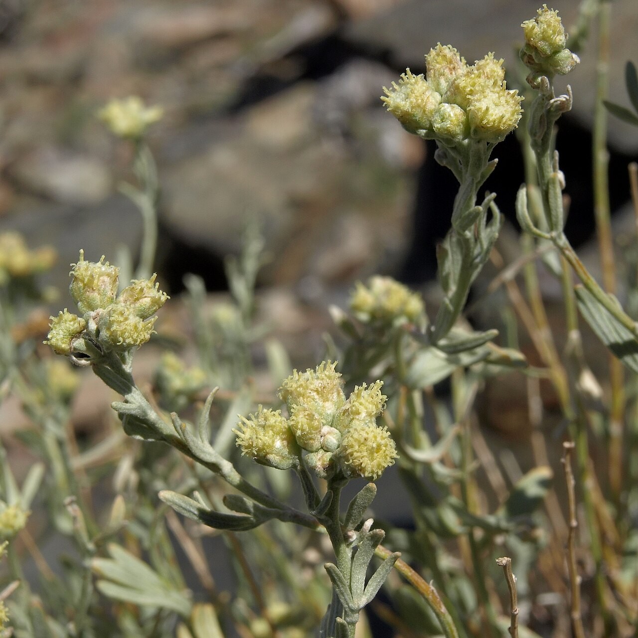 Artemisia — flowers or notable detail