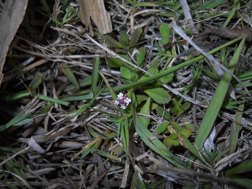 Frog Fruit — flowers or notable detail