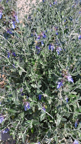 Germander, Silver — flowers or notable detail