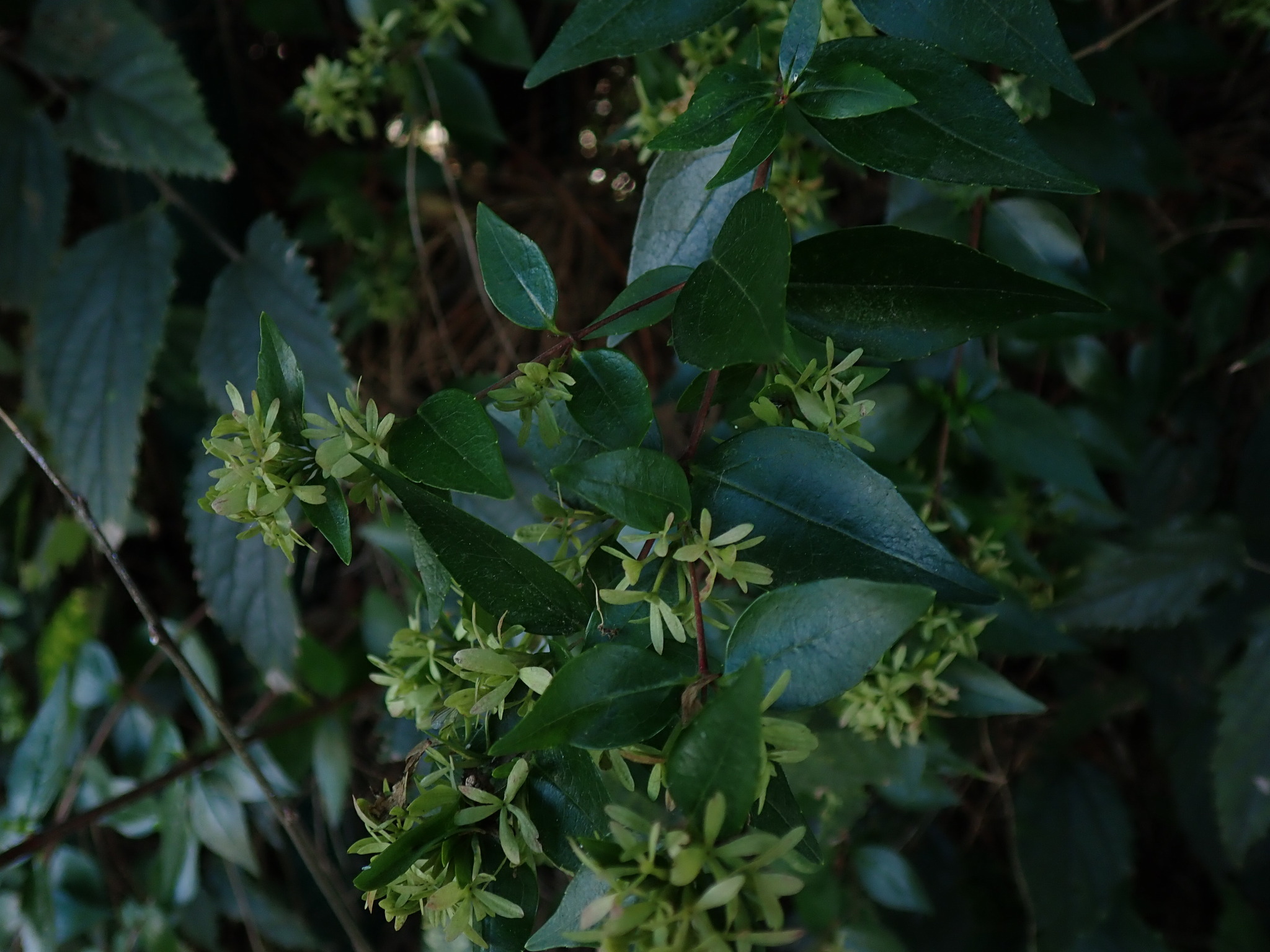 Abelia, Kaleidescope — whole plant