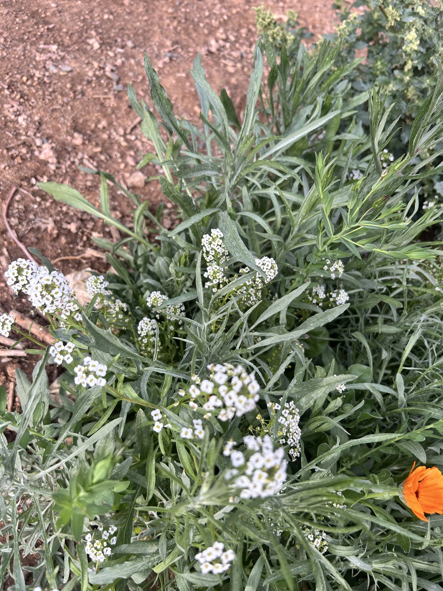 Alyssum — whole plant