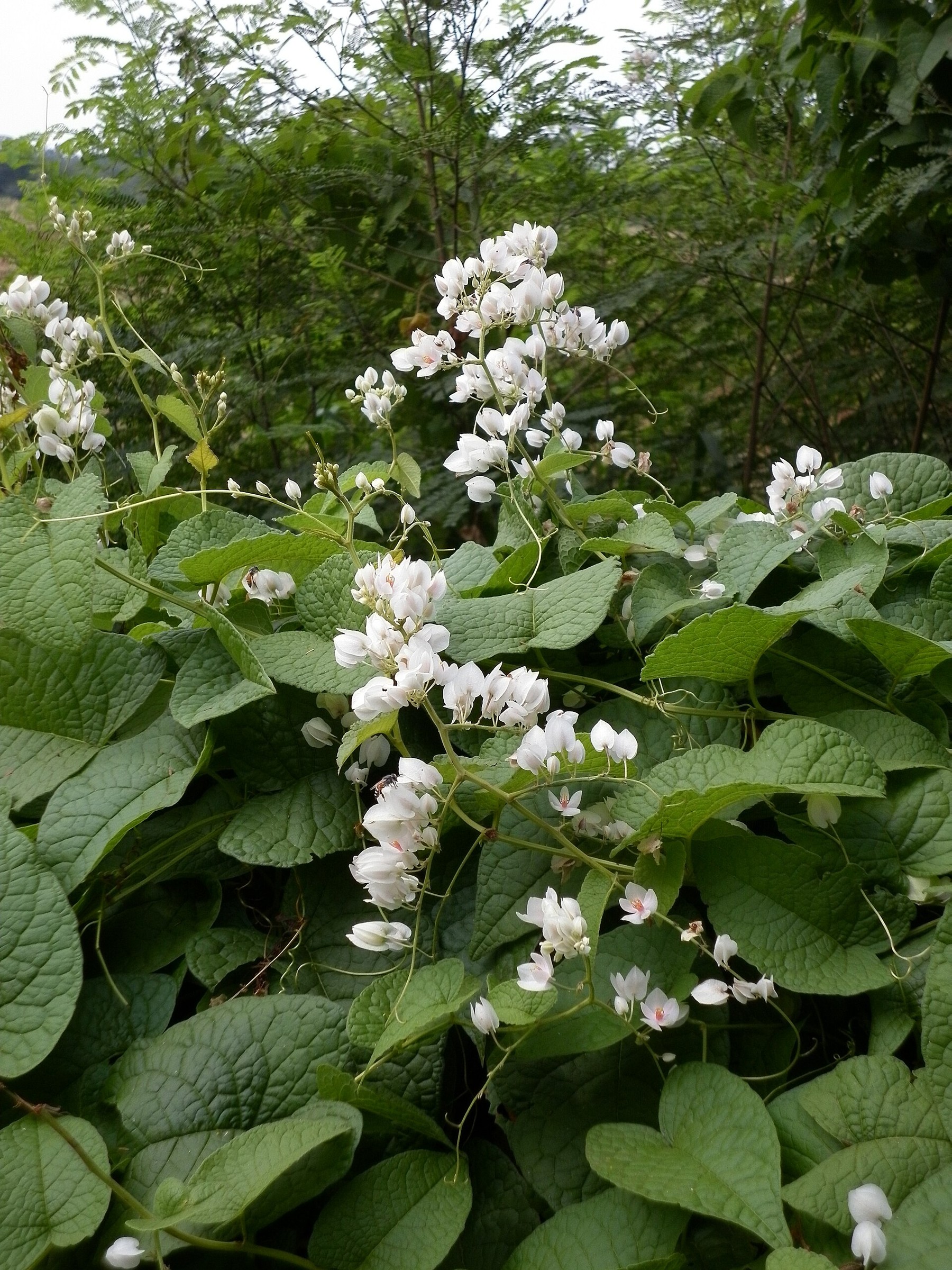 Coral Vine — flowers or notable detail