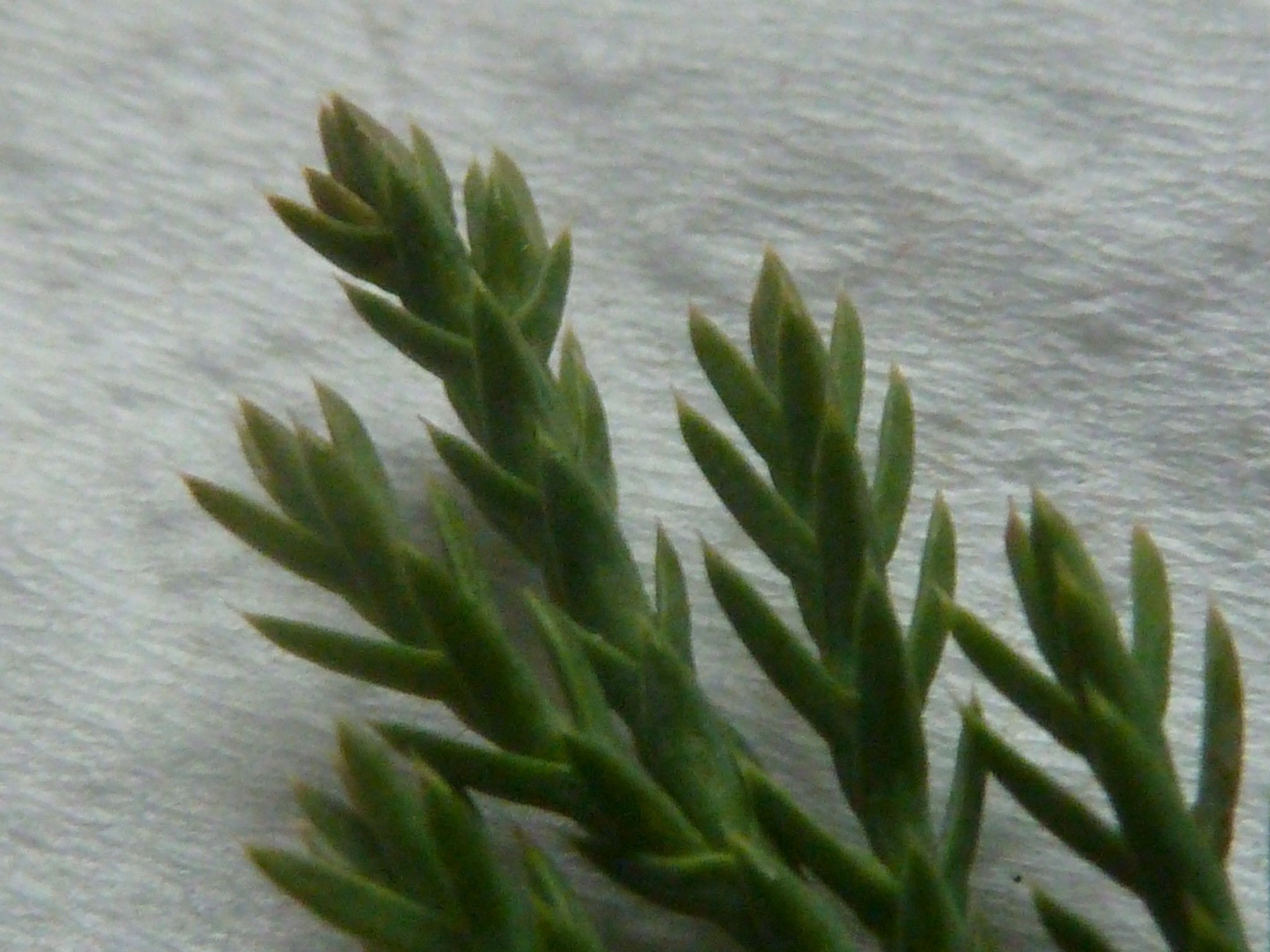 Juniper, Blue Rug — whole plant