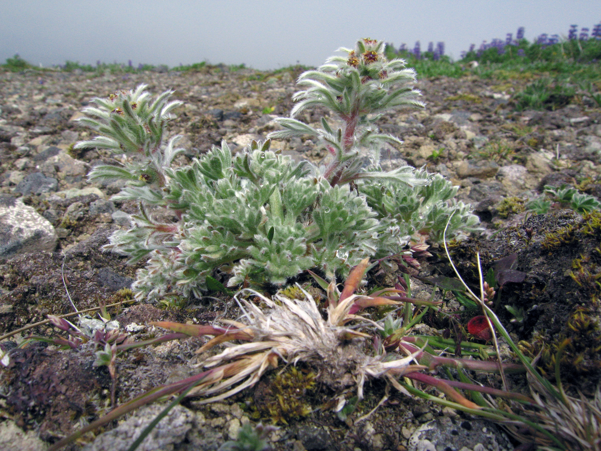 Artemisia — flowers or notable detail