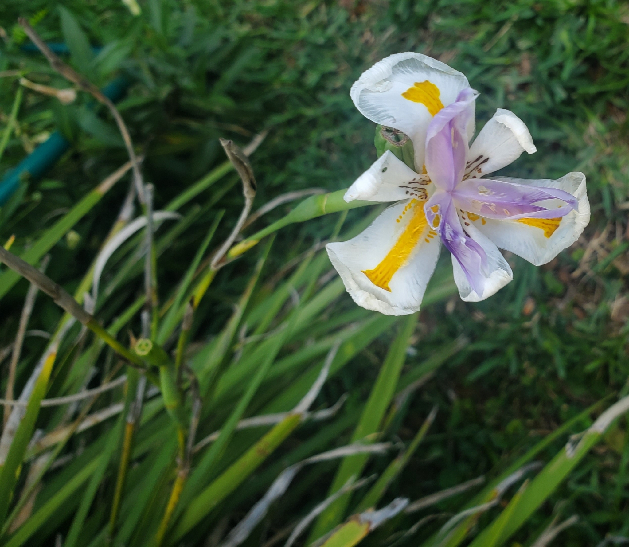 Iris, Butterfly — flowers or notable detail