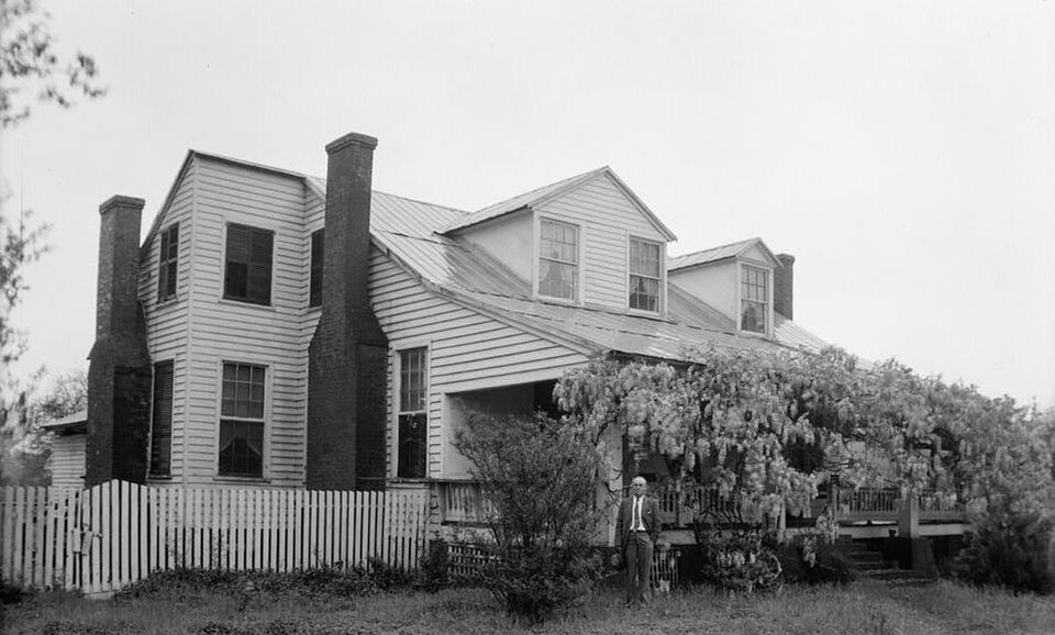 Wisteria — whole plant