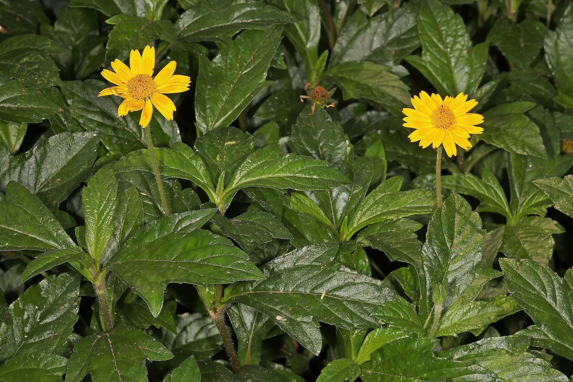 Wedelia — whole plant