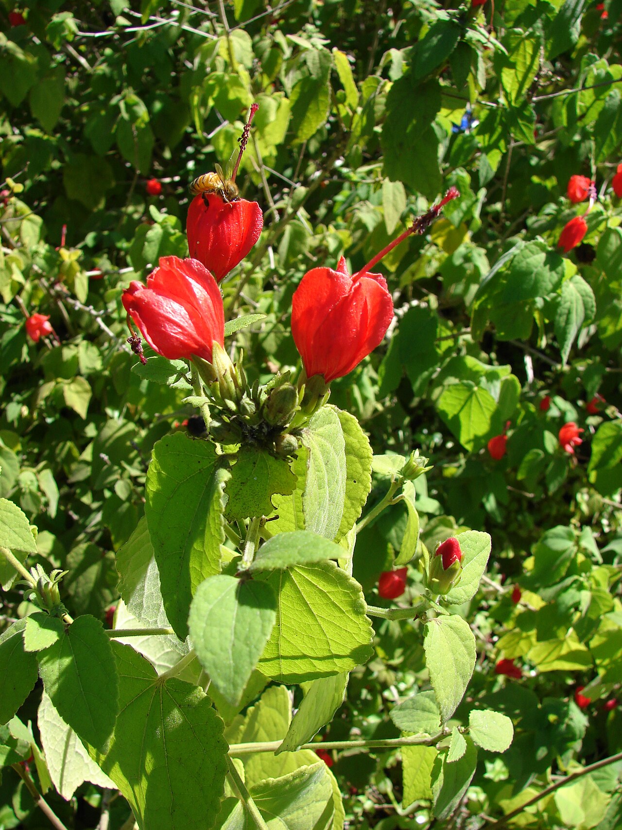 Turk's Cap — flowers or notable detail
