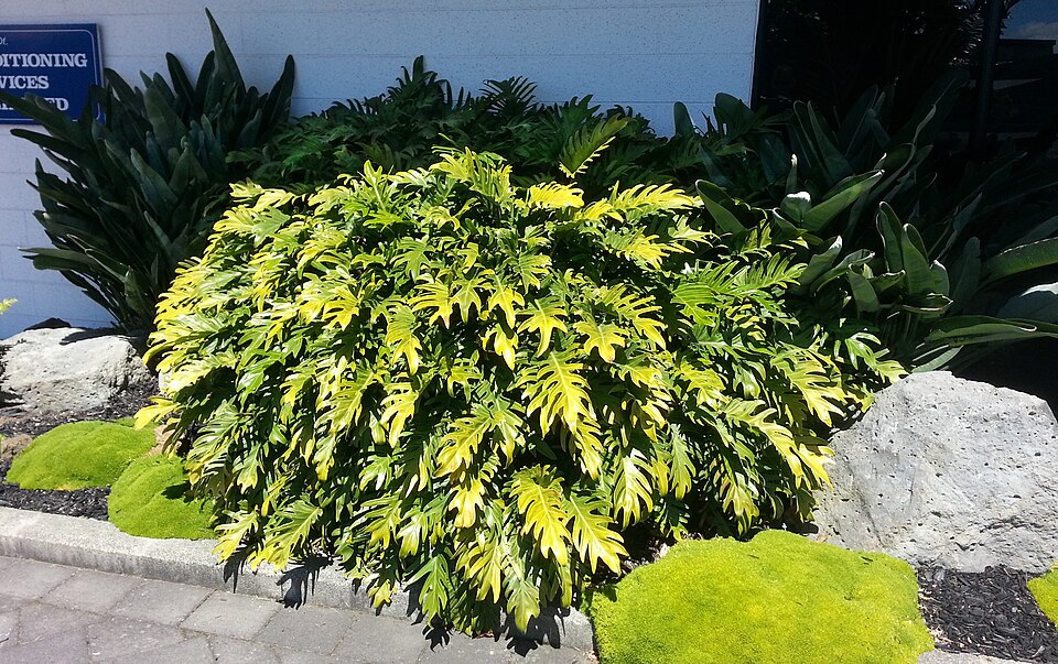 Philodendron Xanadu — whole plant