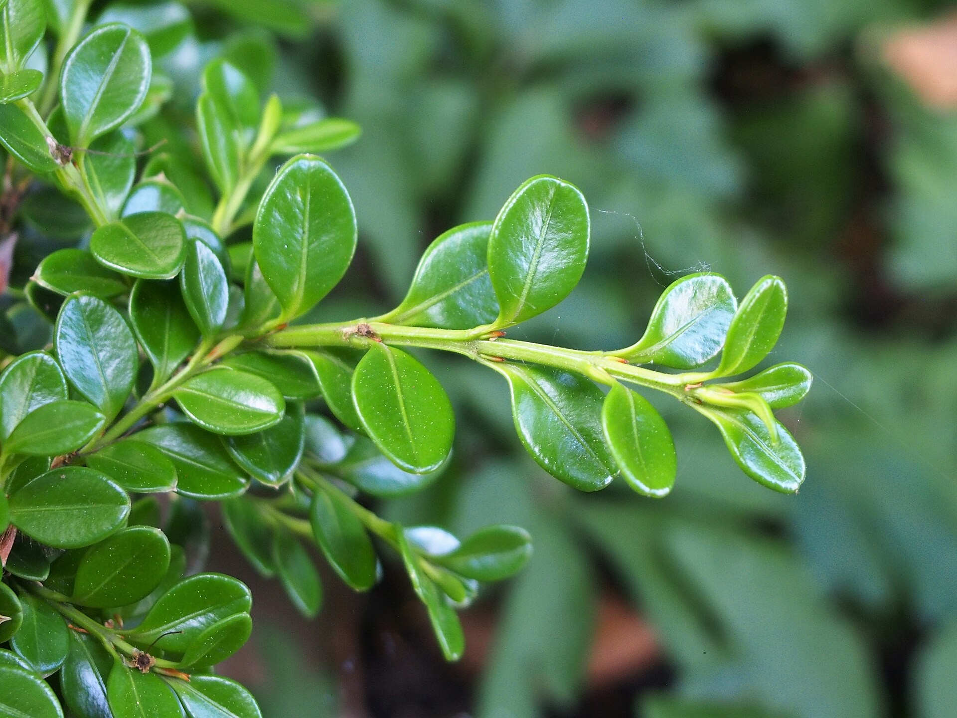 Topiary, Boxwood Spiral — whole plant