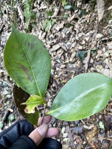 Camellia — flowers or notable detail