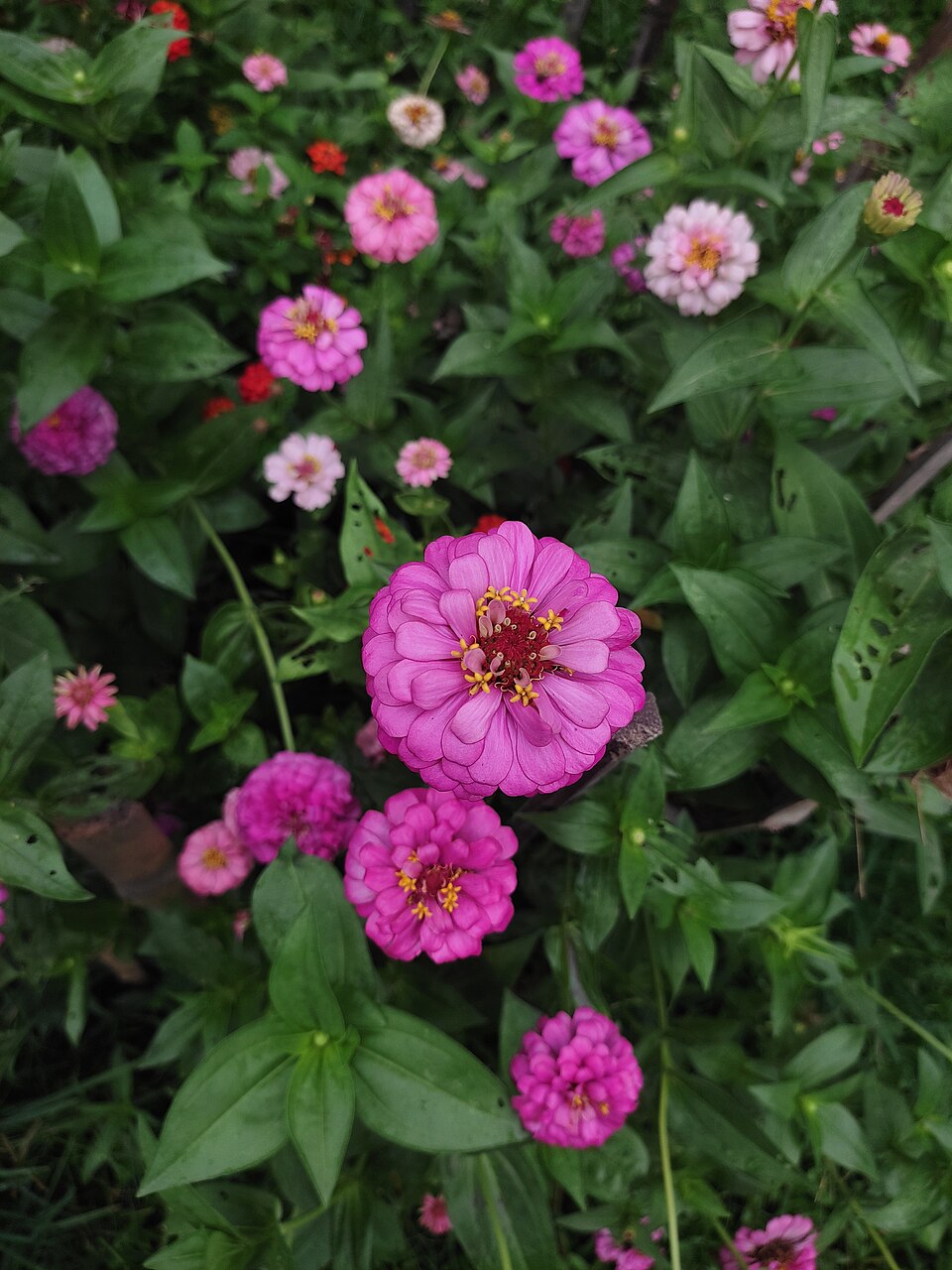 Zinnia — whole plant