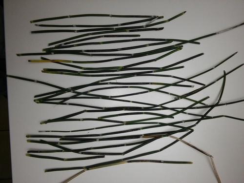 Horsetail Reed — whole plant