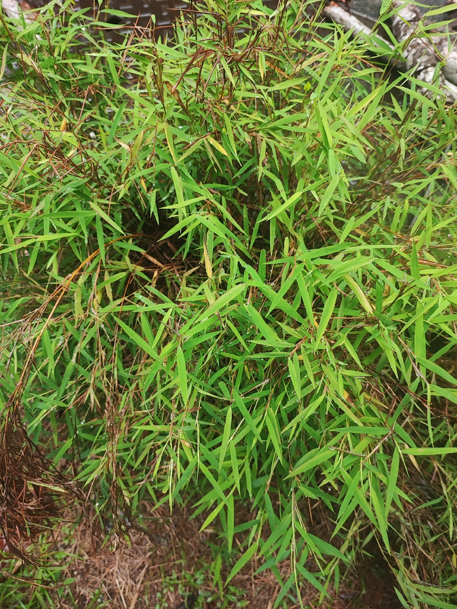 Bamboo, Alfonse Karr (Clumping) — whole plant