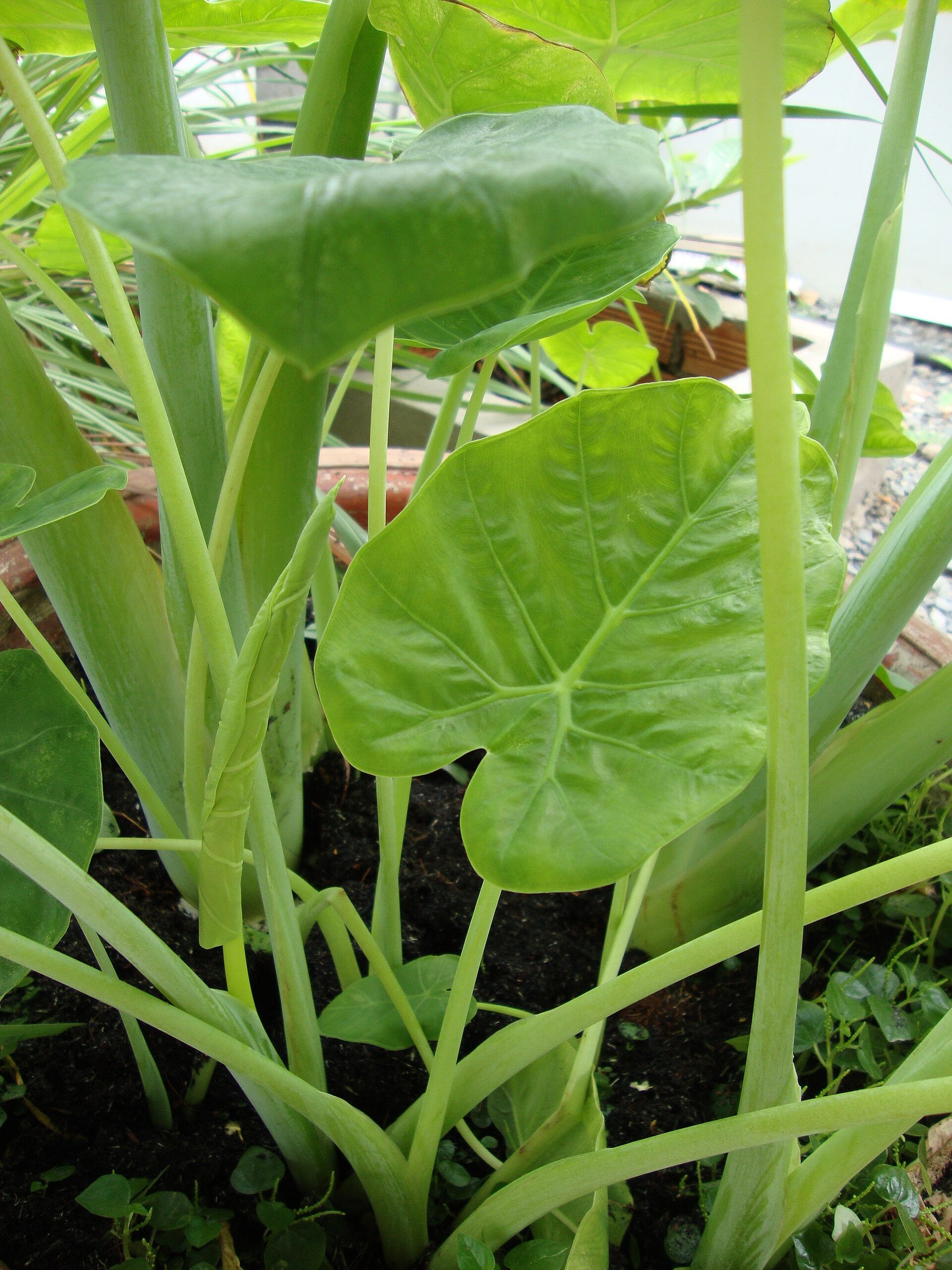 Elephant Ear Calidora — whole plant
