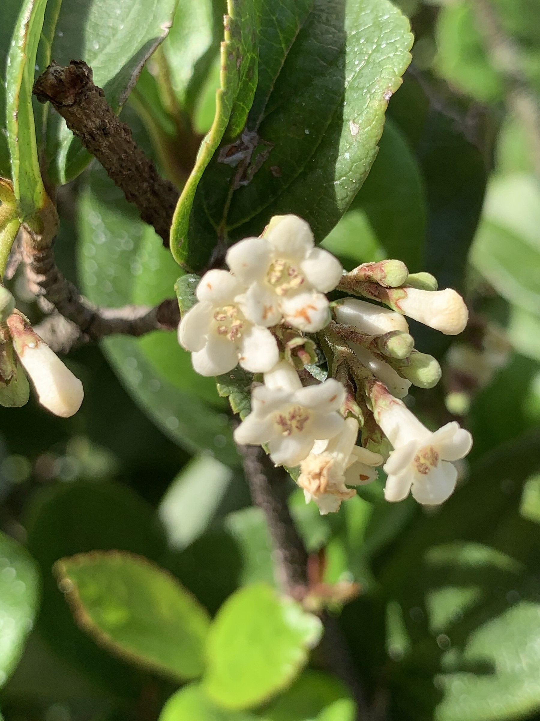 Viburnum Suspensum — flowers or notable detail