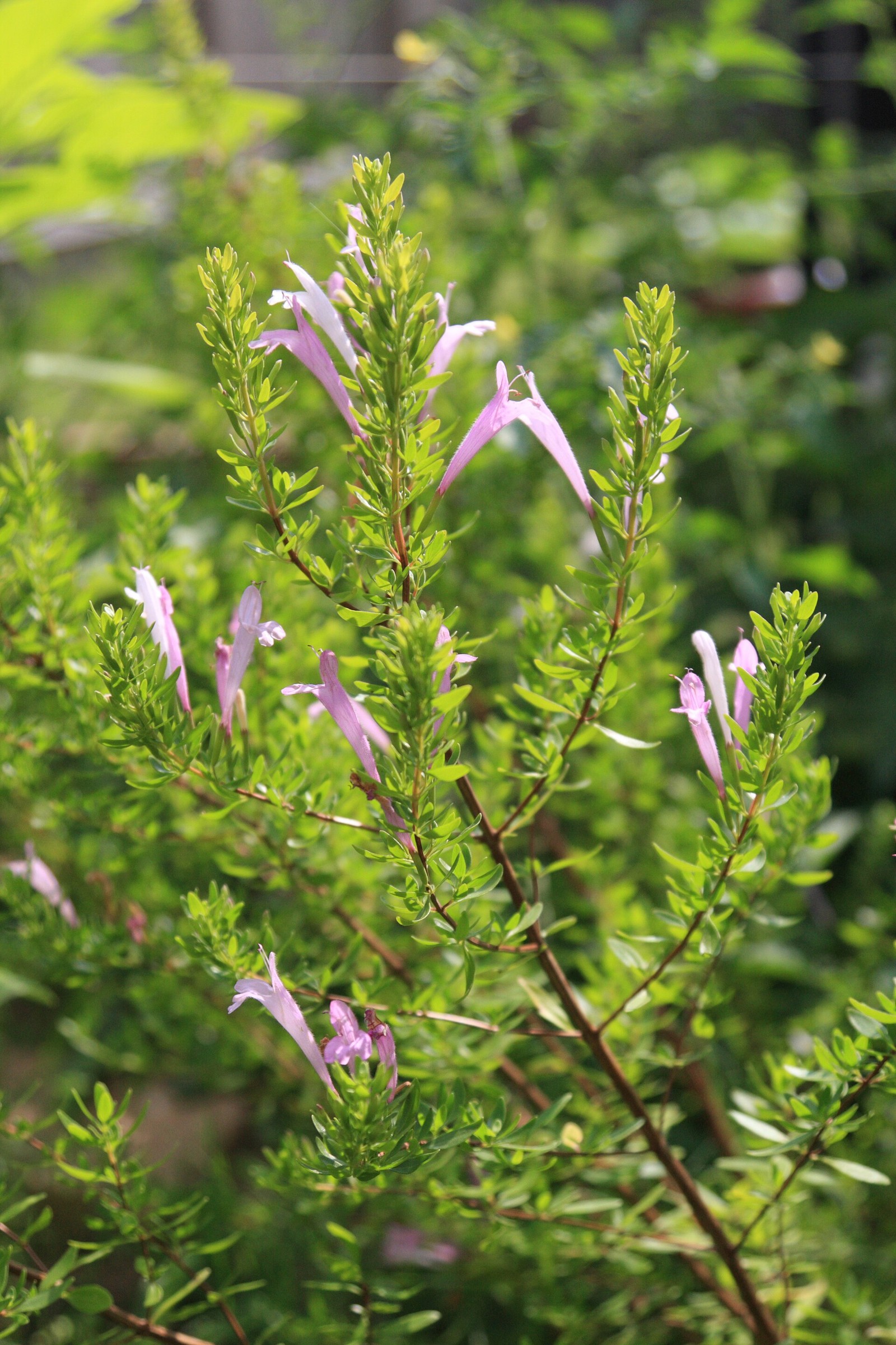 Mexican Oregano — flowers or notable detail