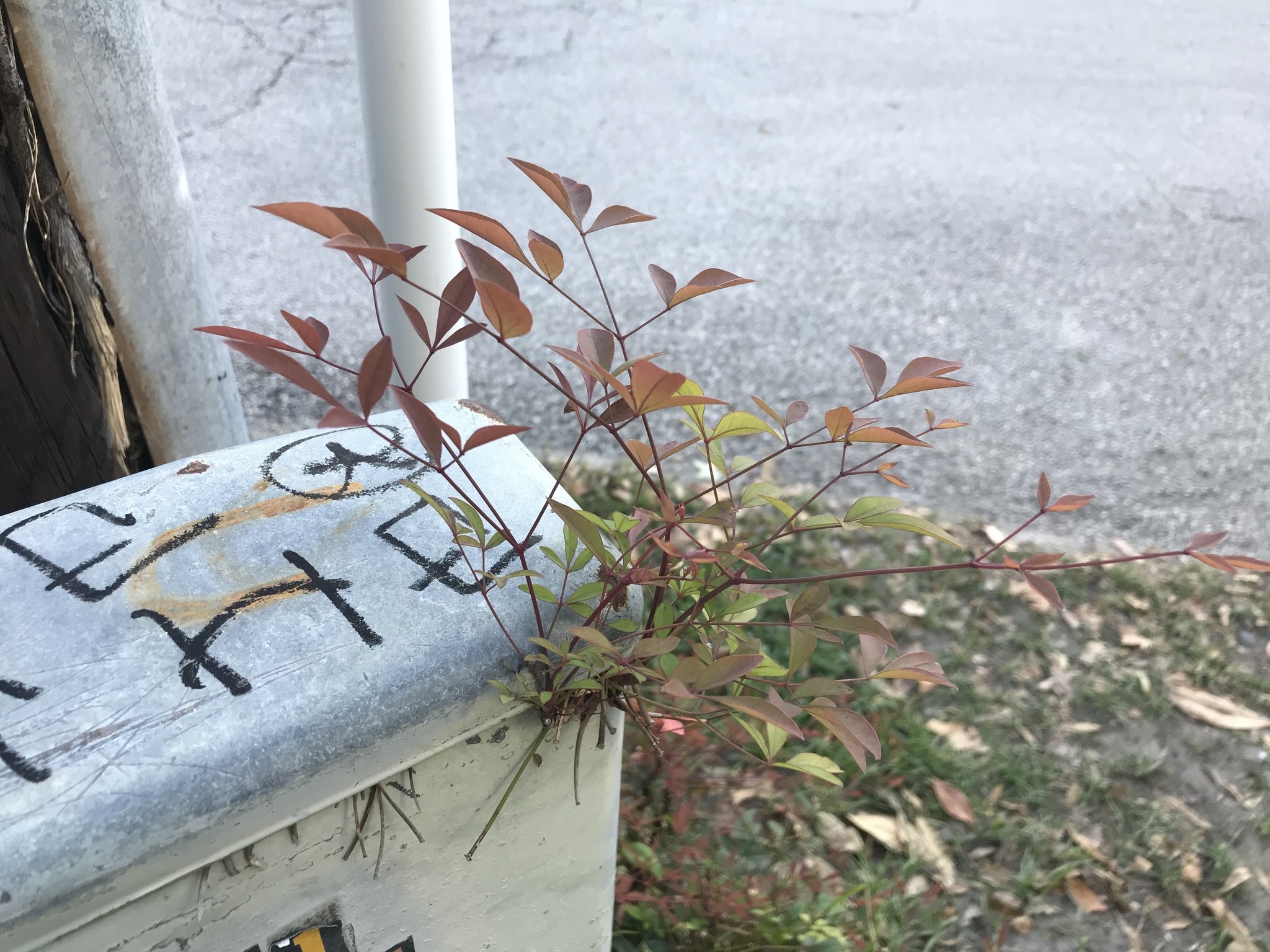 Nandina, Obsession — whole plant