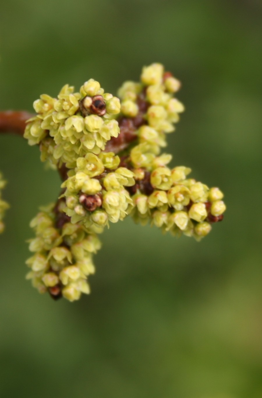 Sumac, Aromatic — flowers or notable detail