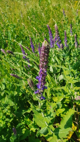 Salvia, May Night/Meadow — flowers or notable detail