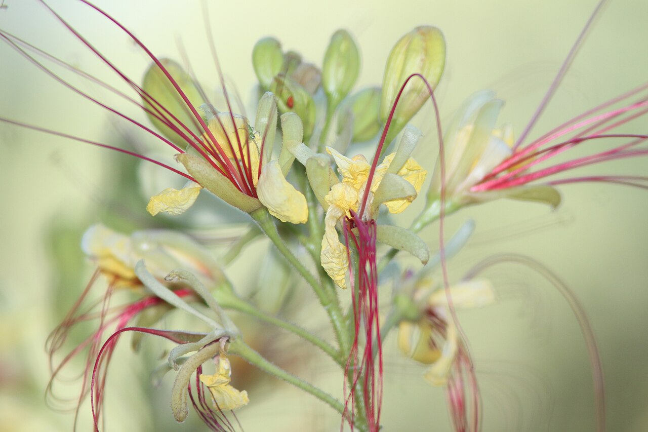 Mexican Bird Of Paradise — flowers or notable detail