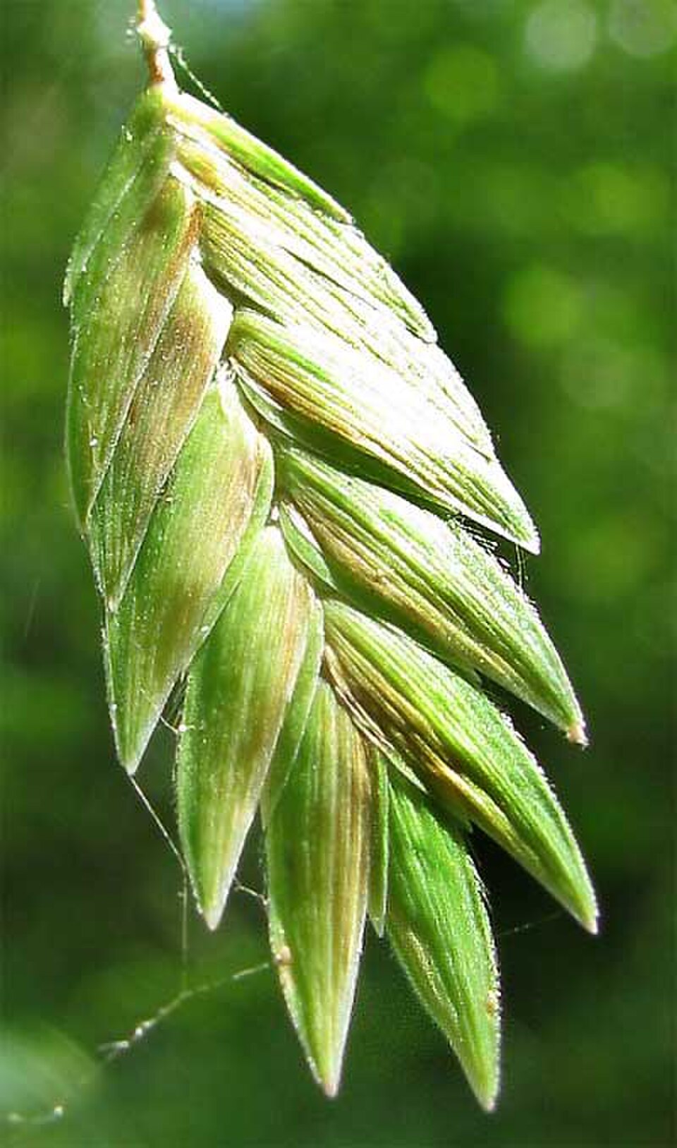 Inland Sea Oats — flowers or notable detail