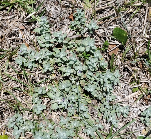 Wooly Stemodia — whole plant