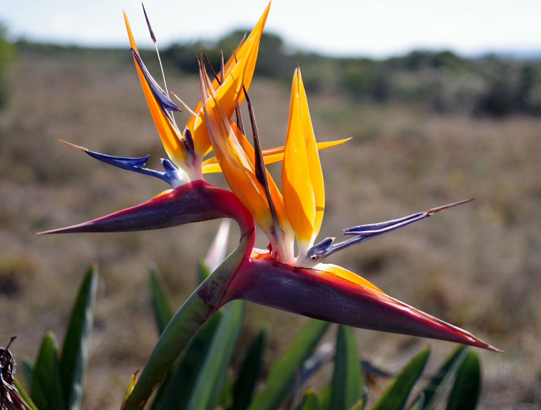 Bird Of Paradise Tropical — flowers or notable detail