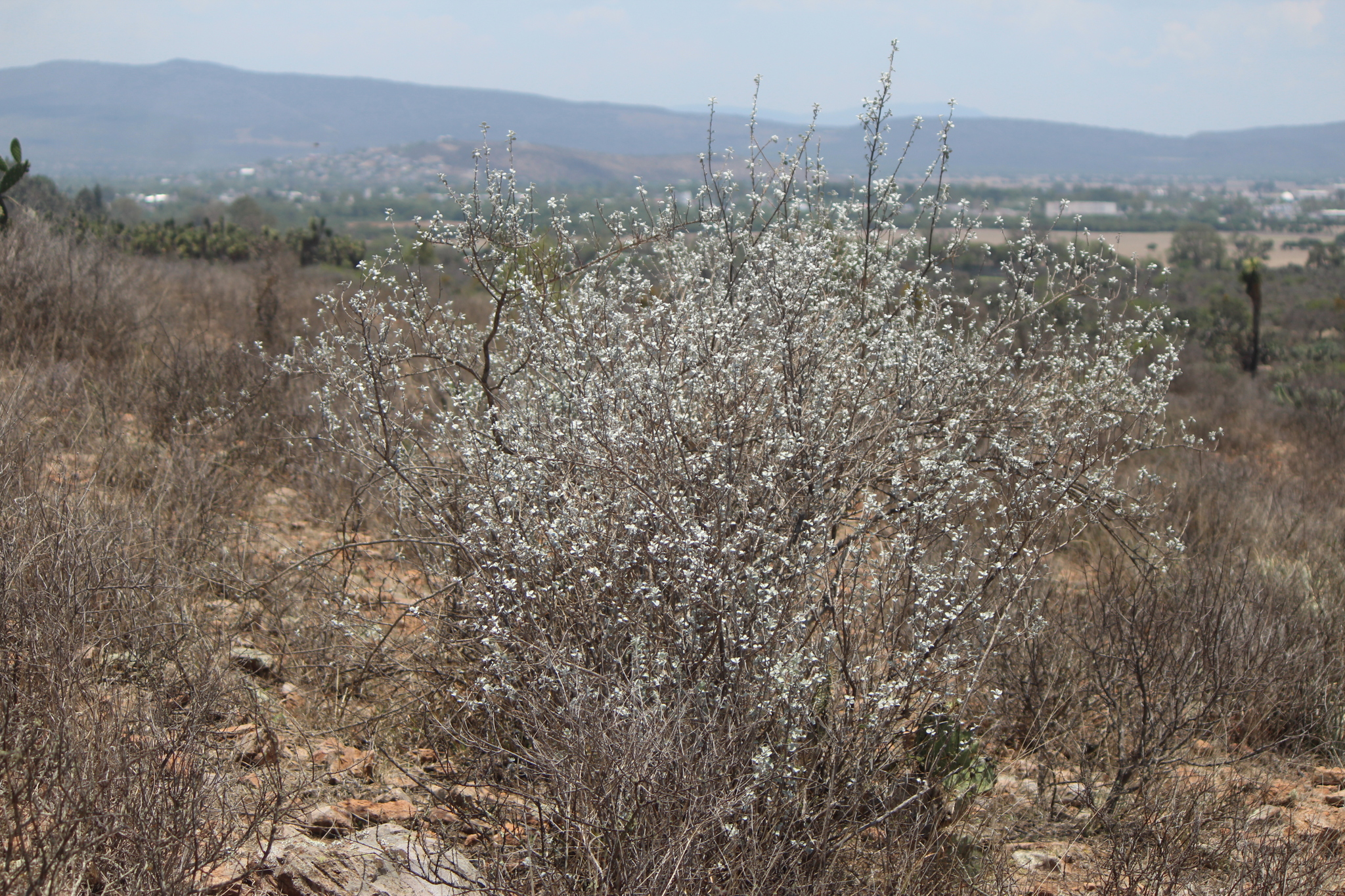 Texas Sage Heavenly Cloud — whole plant