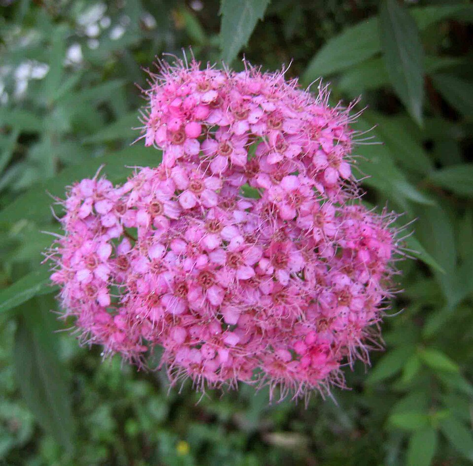 Spirea, Anthony Waterer — whole plant