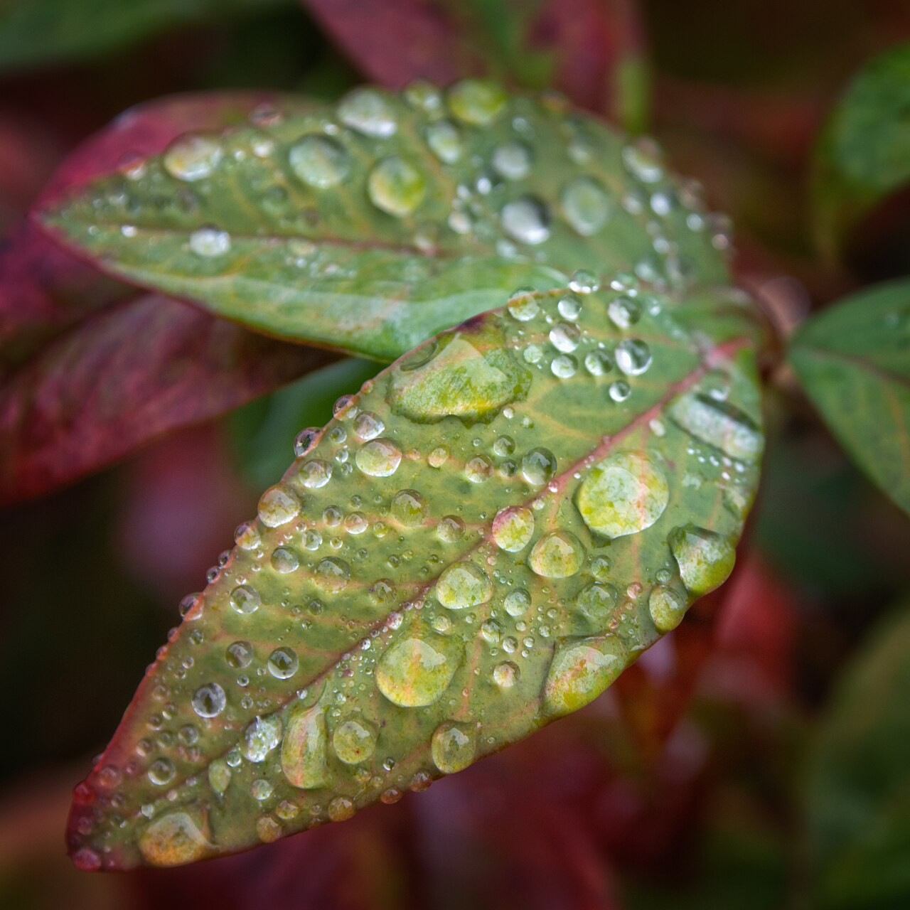 Nandina, Harbor Dwarf — flowers or notable detail