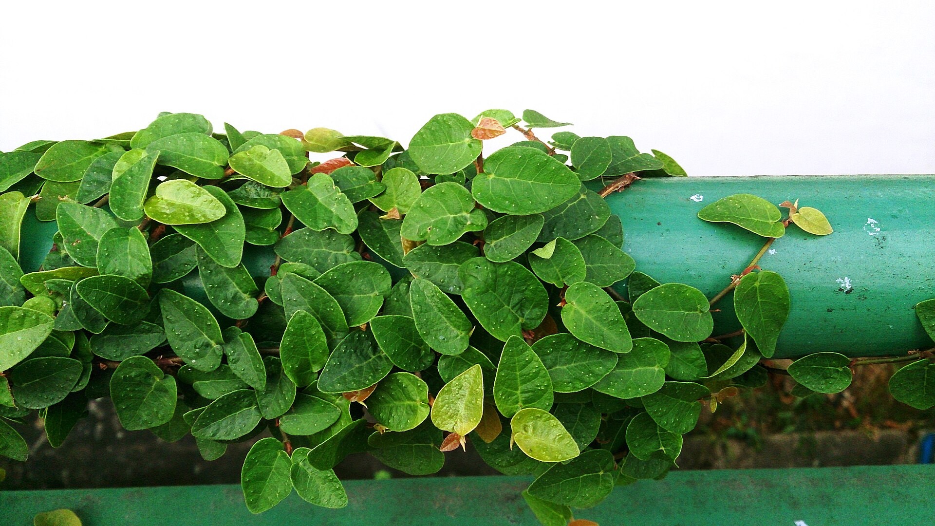 Fig Ivy — whole plant