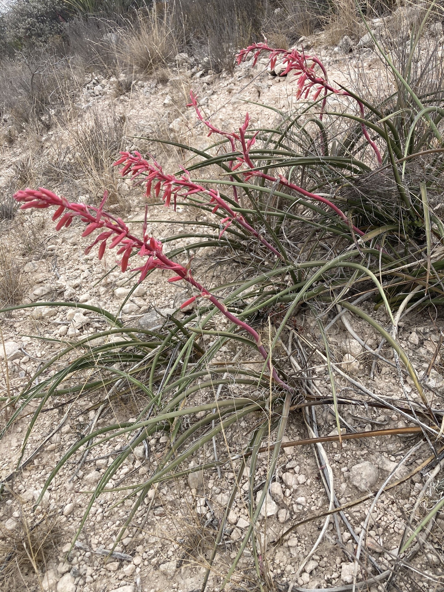 Yucca, Desert Flamenco — whole plant