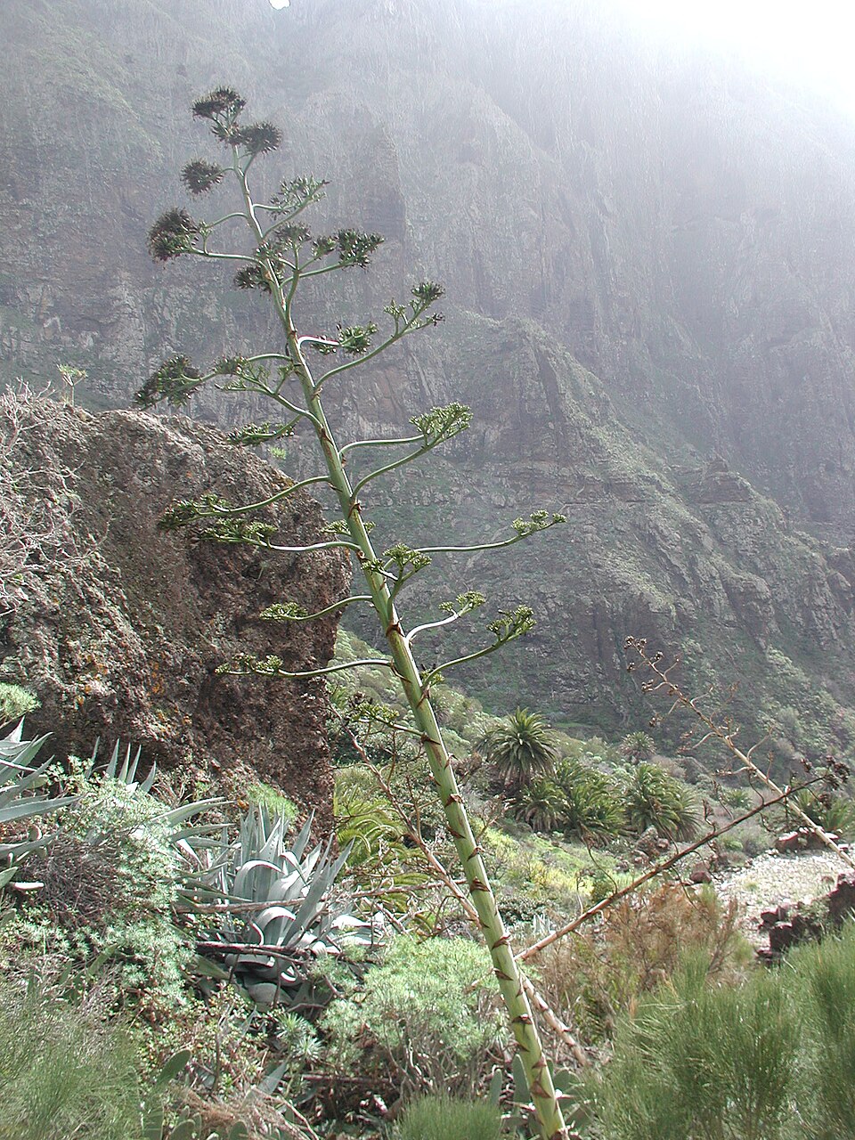 Agave, Variegated Mediopicta — whole plant