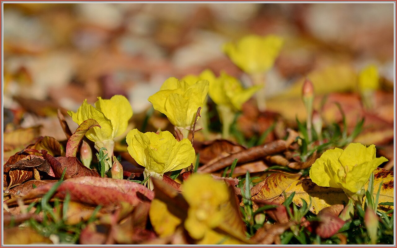 Calylophus, Texas Primrose — flowers or notable detail