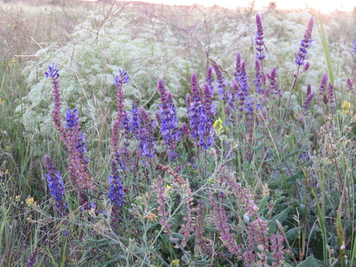 Salvia, May Night/Meadow — whole plant