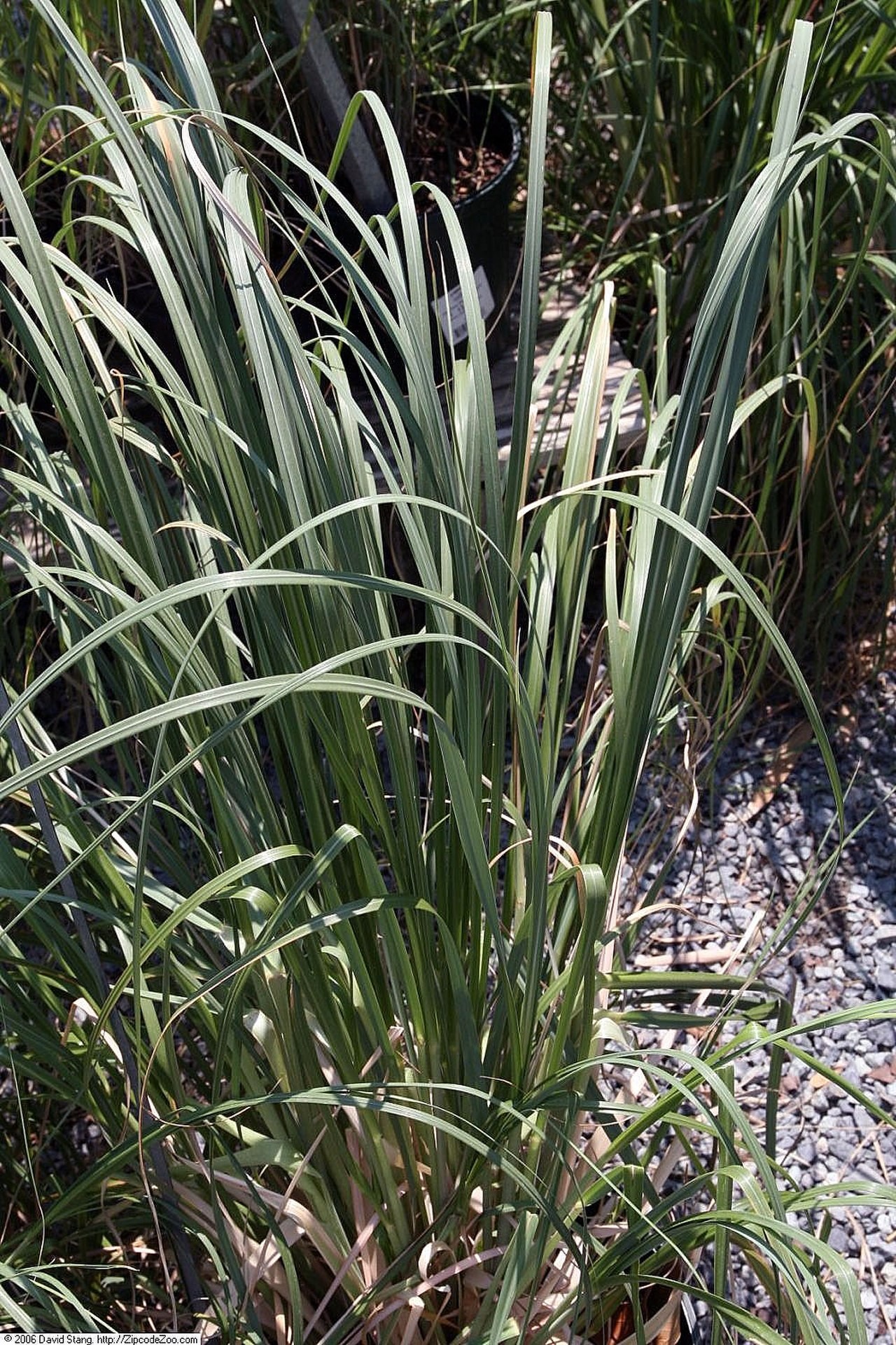 Grass, Pampas Dwarf — whole plant