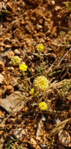 Santolina — whole plant