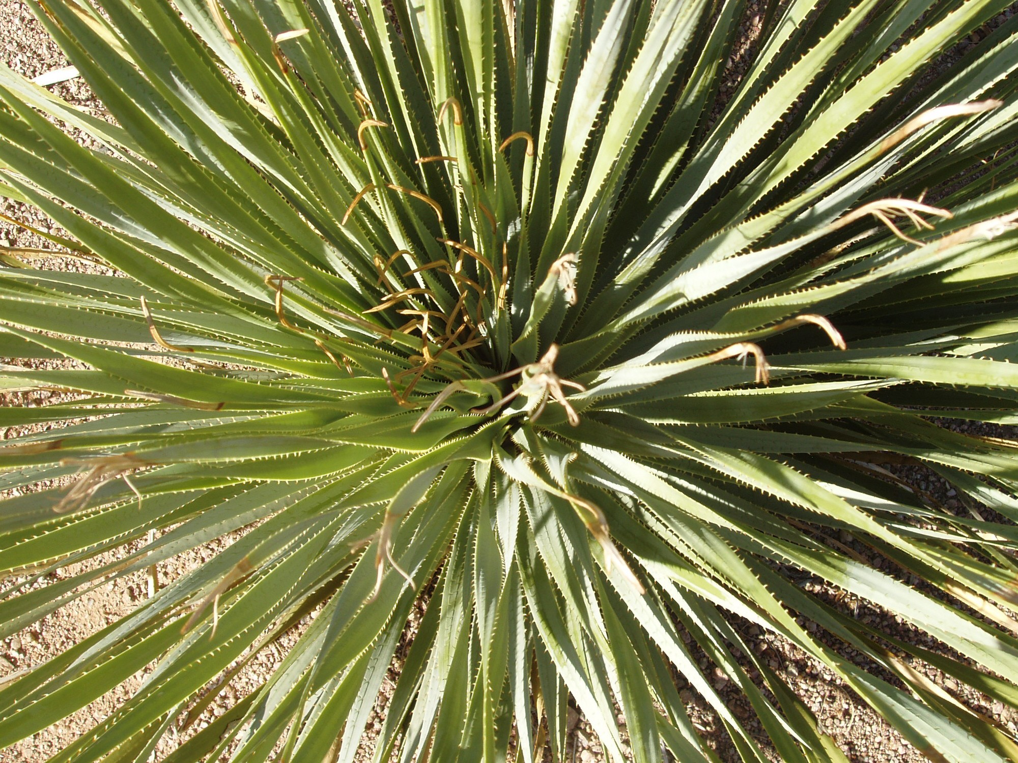 Sotol Blue Wheeler — whole plant