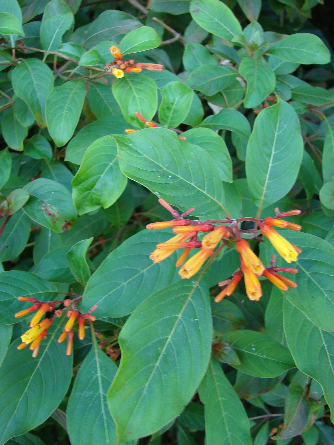 Firebush Lime Sizzler — whole plant
