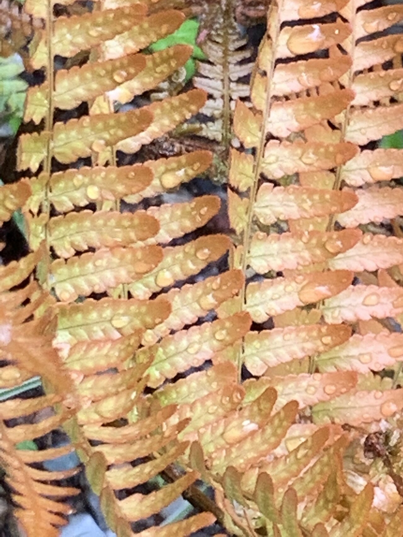 Fern, Autumn — flowers or notable detail