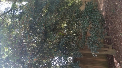 Cleyera — whole plant