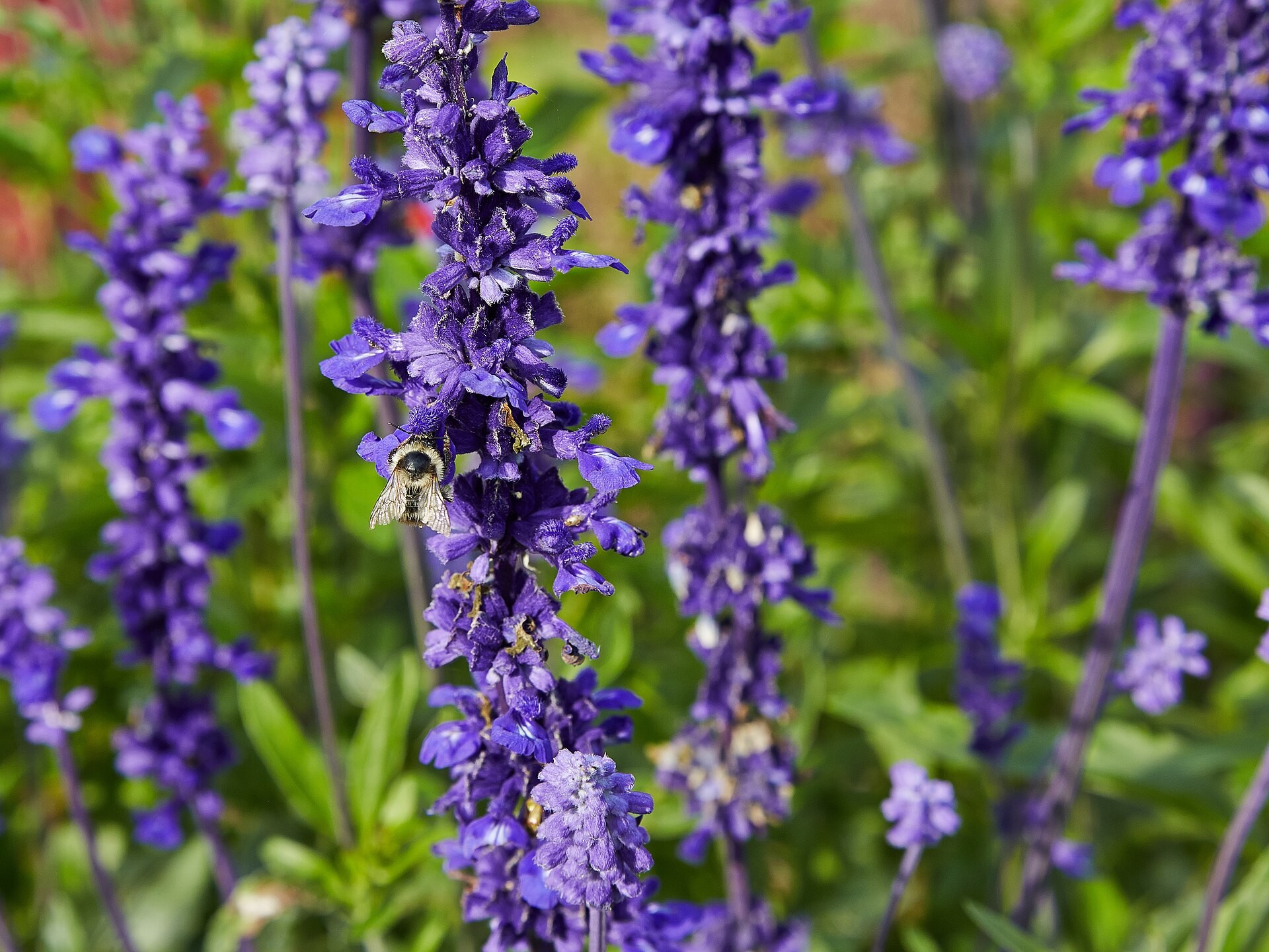 Henry Duelberg Salvia — whole plant