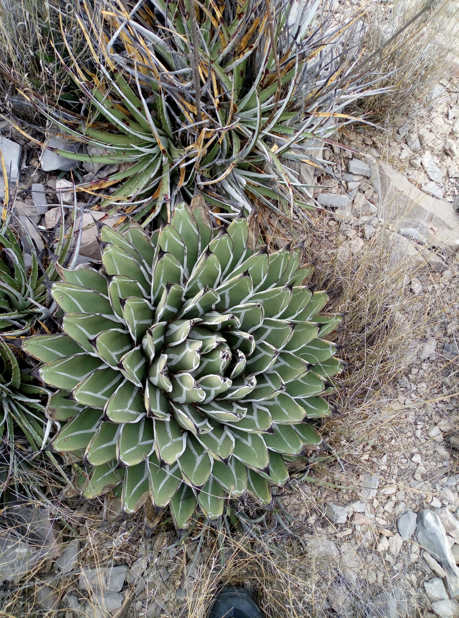 Agave, King Ferdinand — whole plant