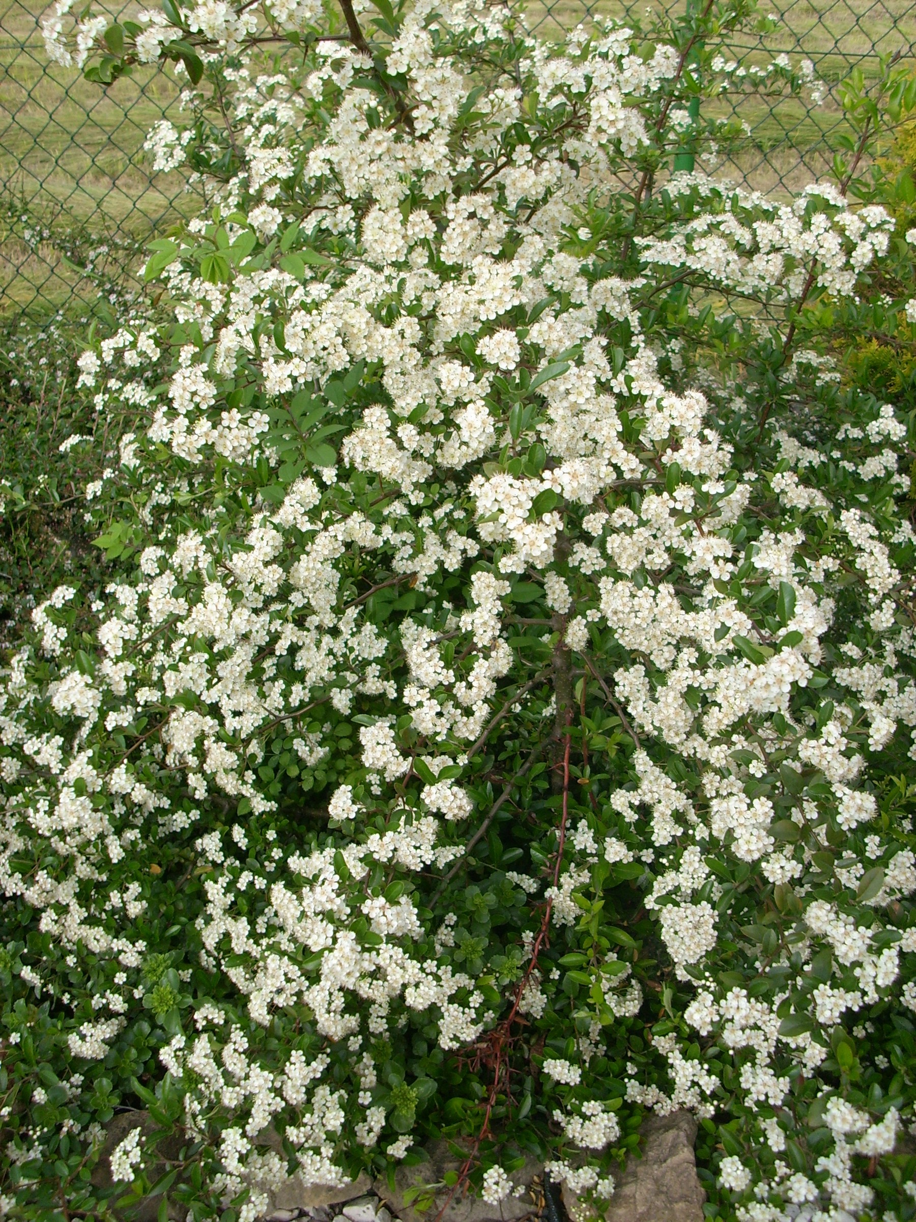 Pyracantha — flowers or notable detail