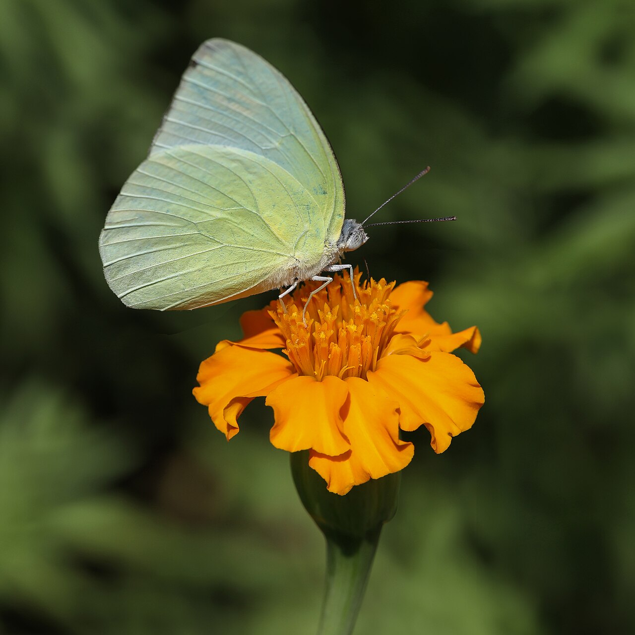 Mexican Mint Marigold — flowers or notable detail