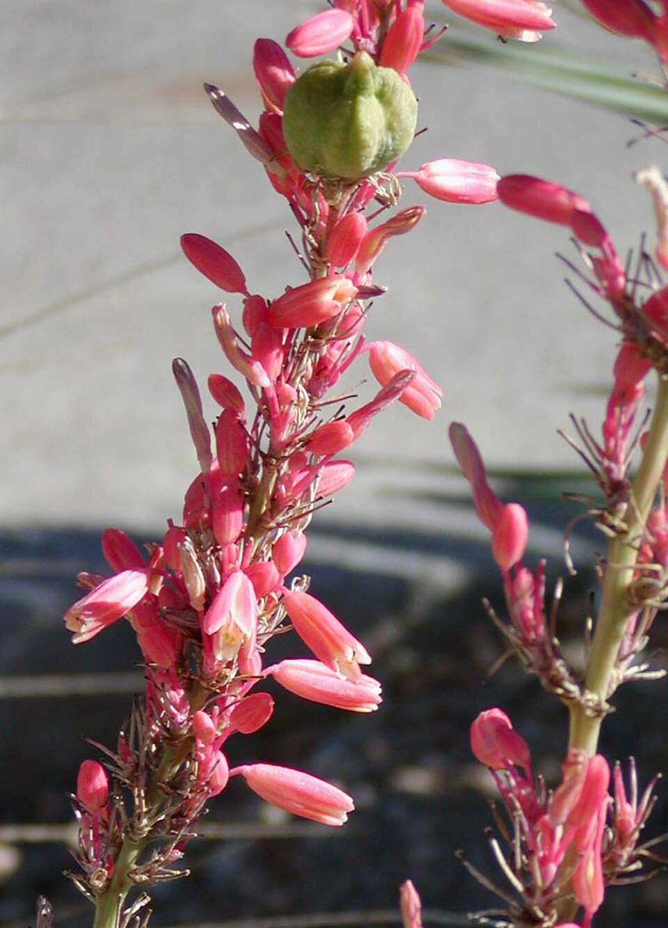 Yucca, Brakelights — flowers or notable detail