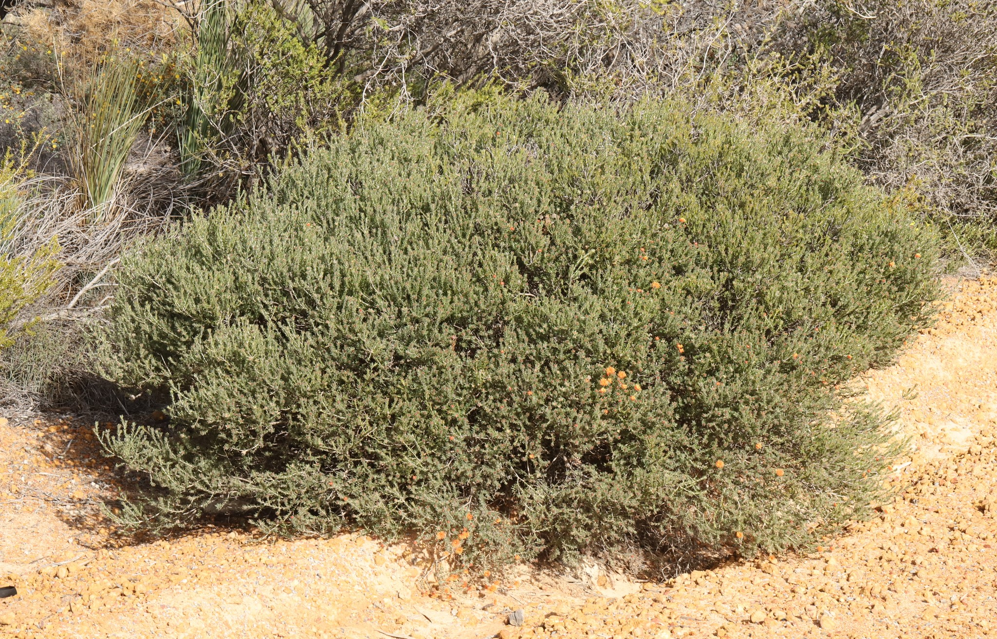 Bottlebrush, Dwarf — flowers or notable detail